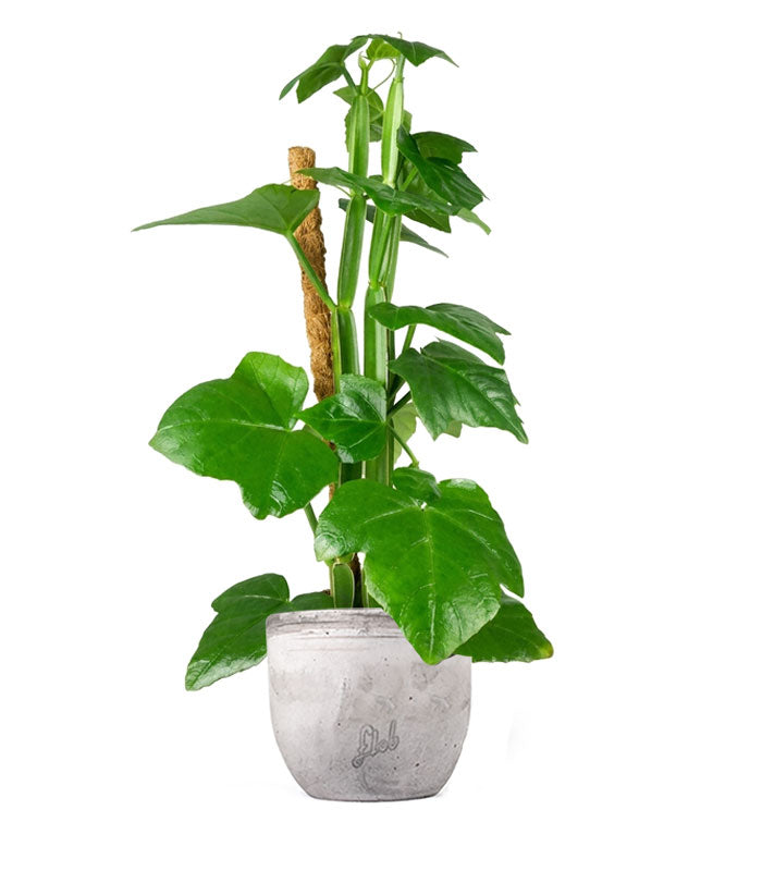 Cissus Quadrangularis su tutore | Altezza 50 cm, vaso 12 cm