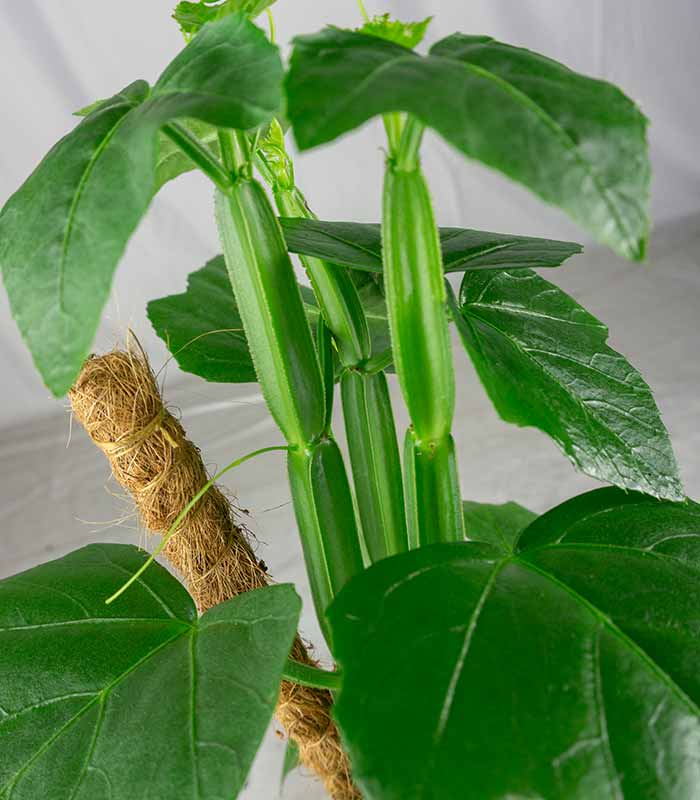 Cissus Quadrangularis su tutore | Altezza 50 cm, vaso 12 cm