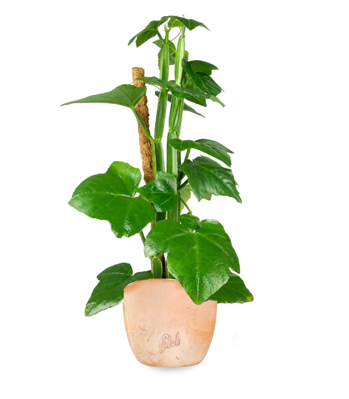 Cissus Quadrangularis su tutore | Altezza 50 cm, vaso 12 cm