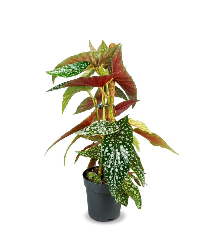 Begonia Maculata su Palo – Altezza 45 cm