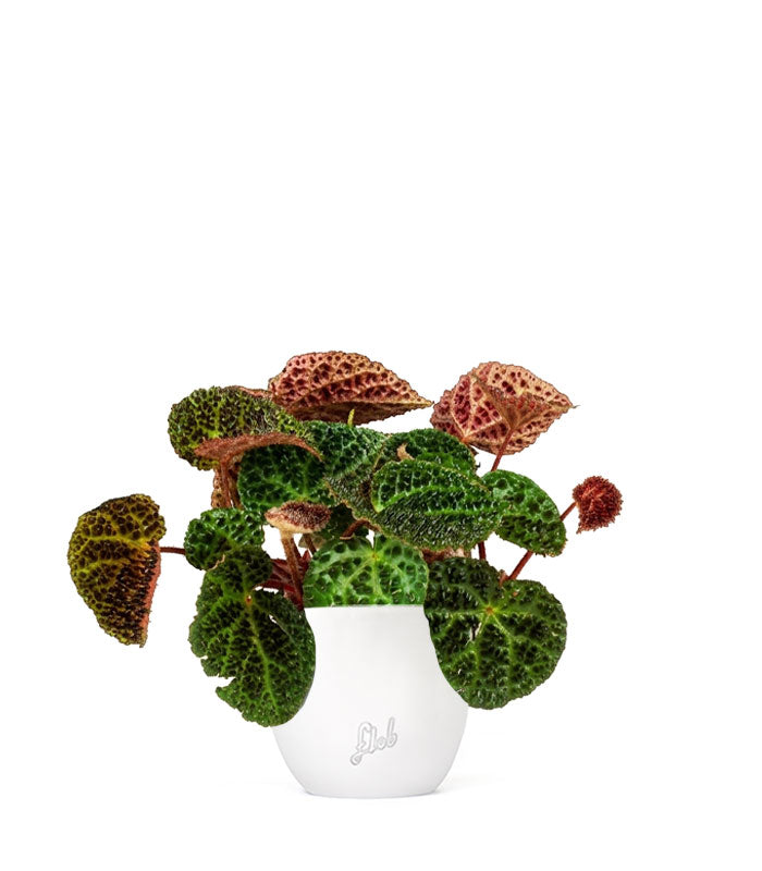 Begonia Ferox