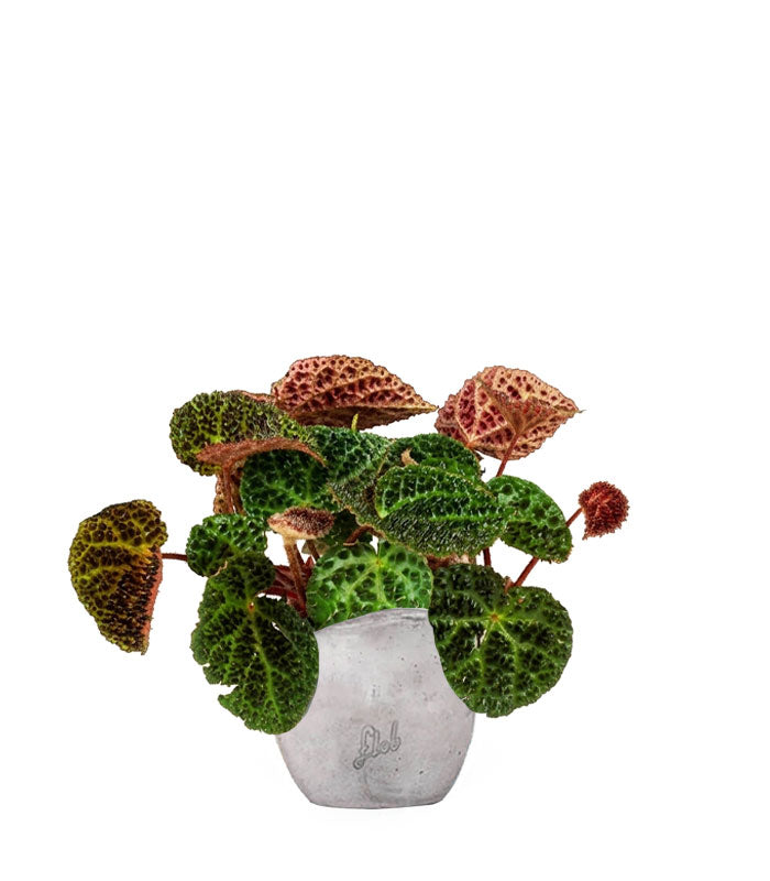 Begonia Ferox
