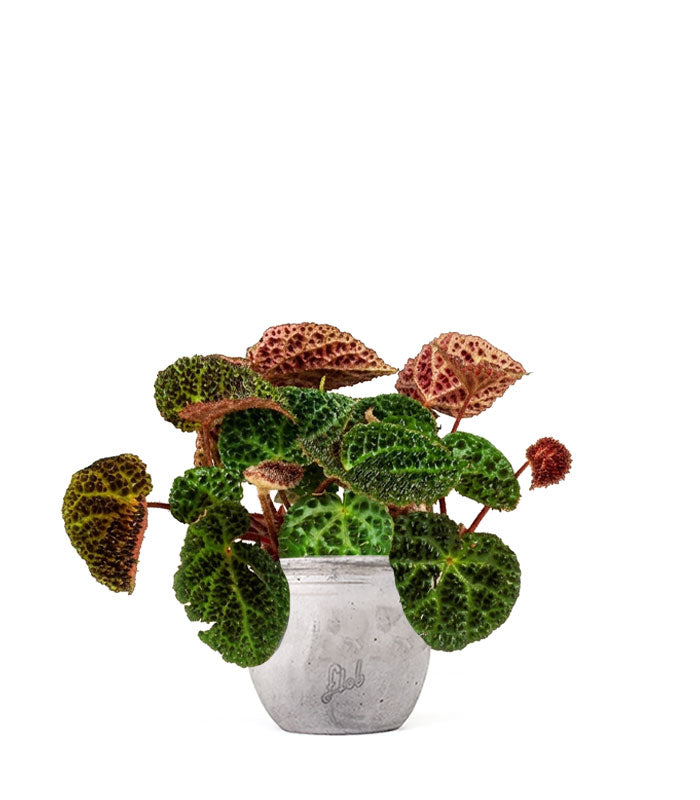 Begonia Ferox