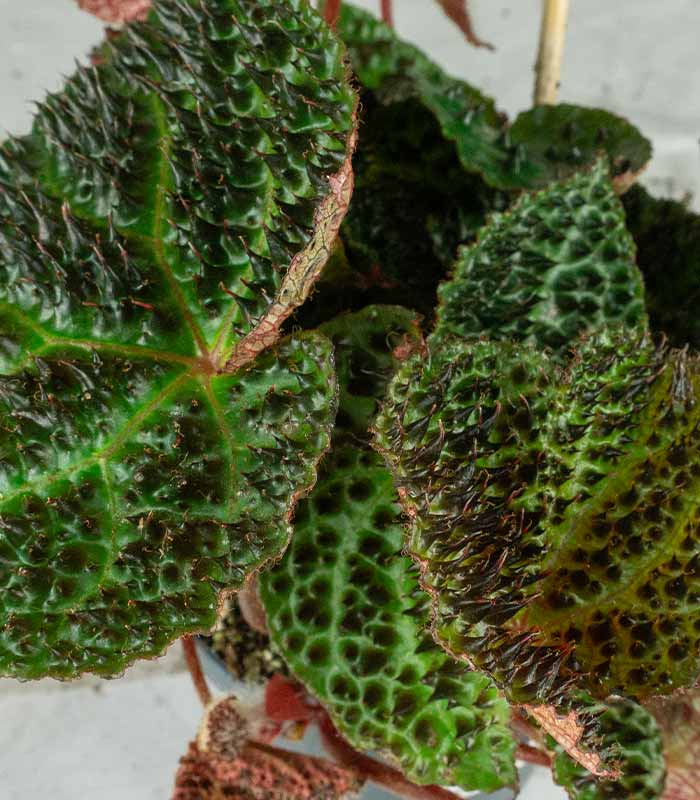 Begonia Ferox