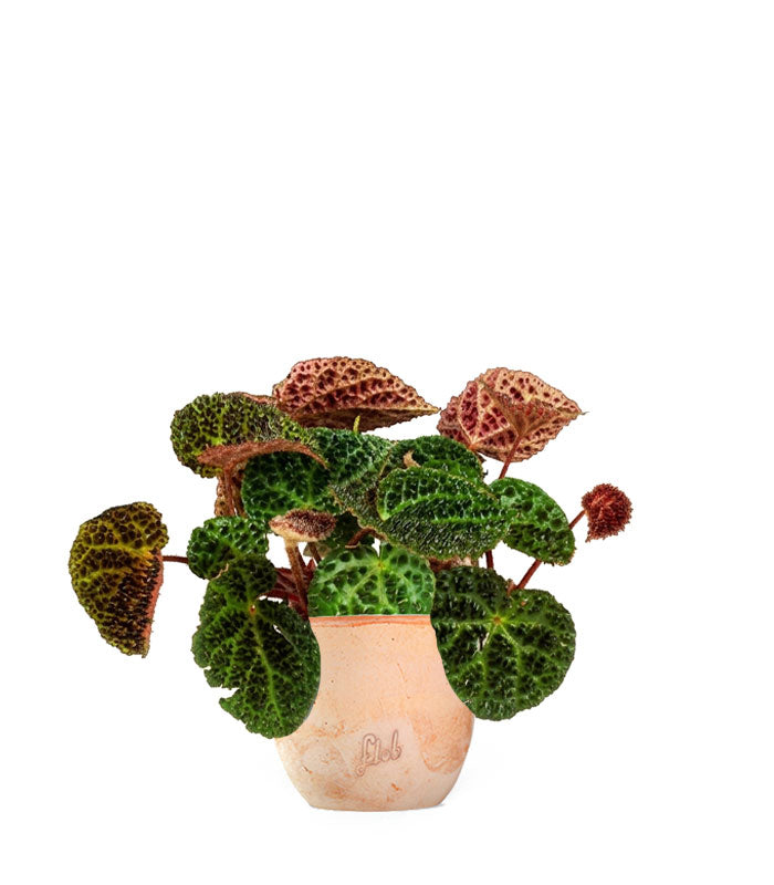 Begonia Ferox