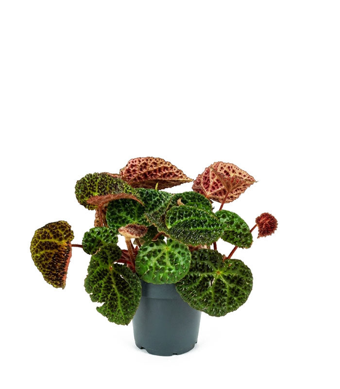 Begonia Ferox
