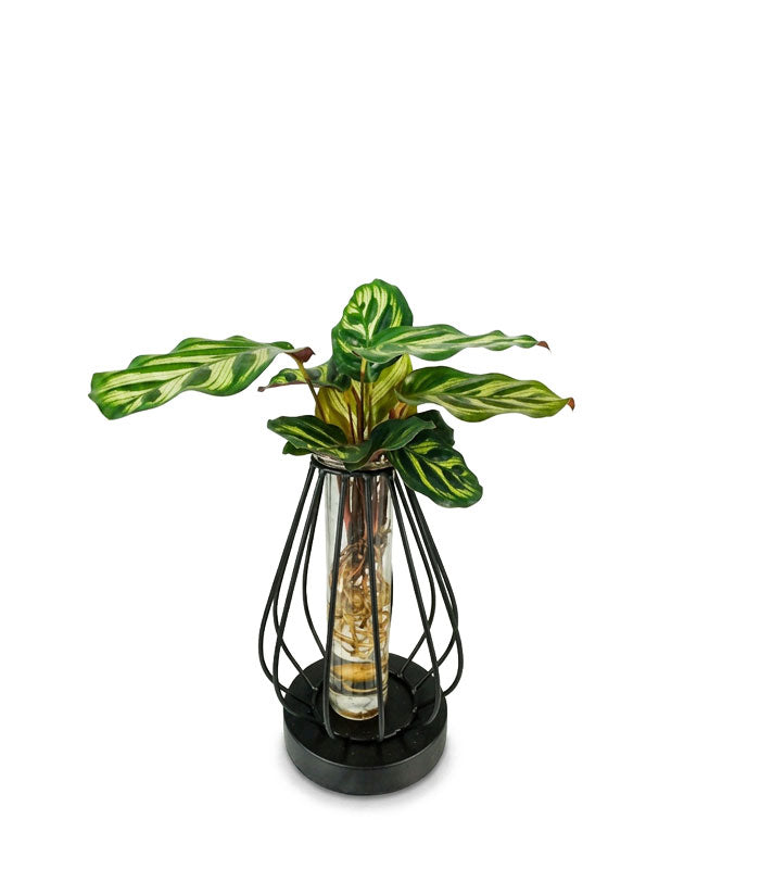 Lume Verde | Pianta in idroponica con lampada LED