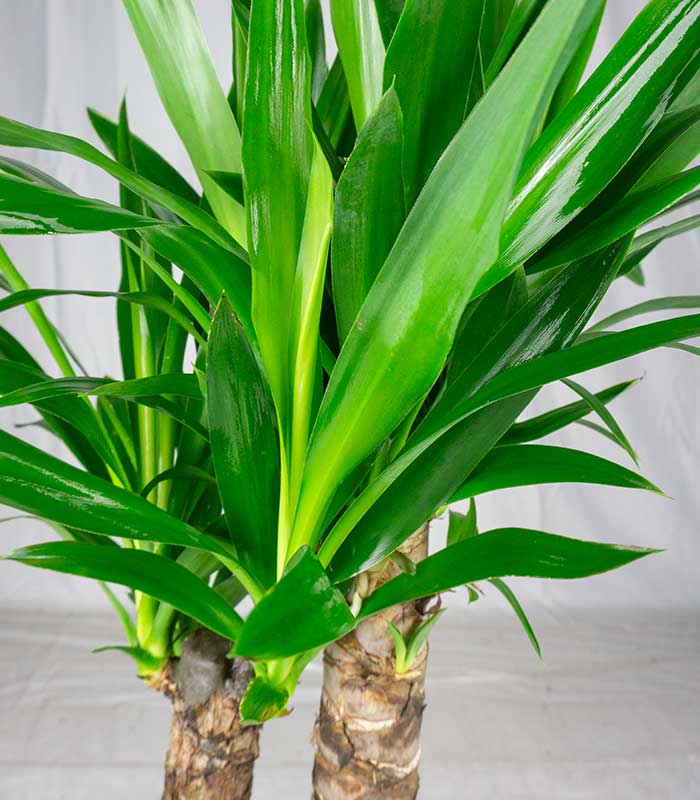 Yucca Elephantipes | Altezza 70 cm, vaso 17 cm