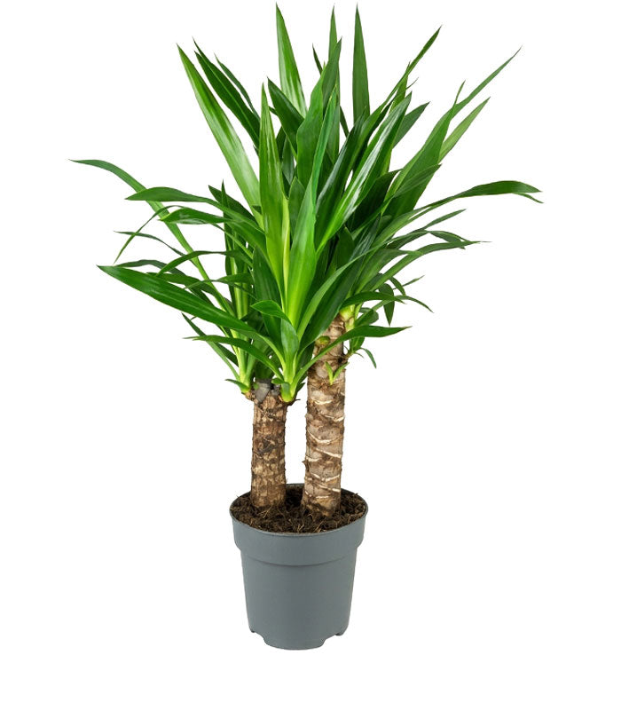 Yucca Elephantipes | Altezza 70 cm, vaso 17 cm