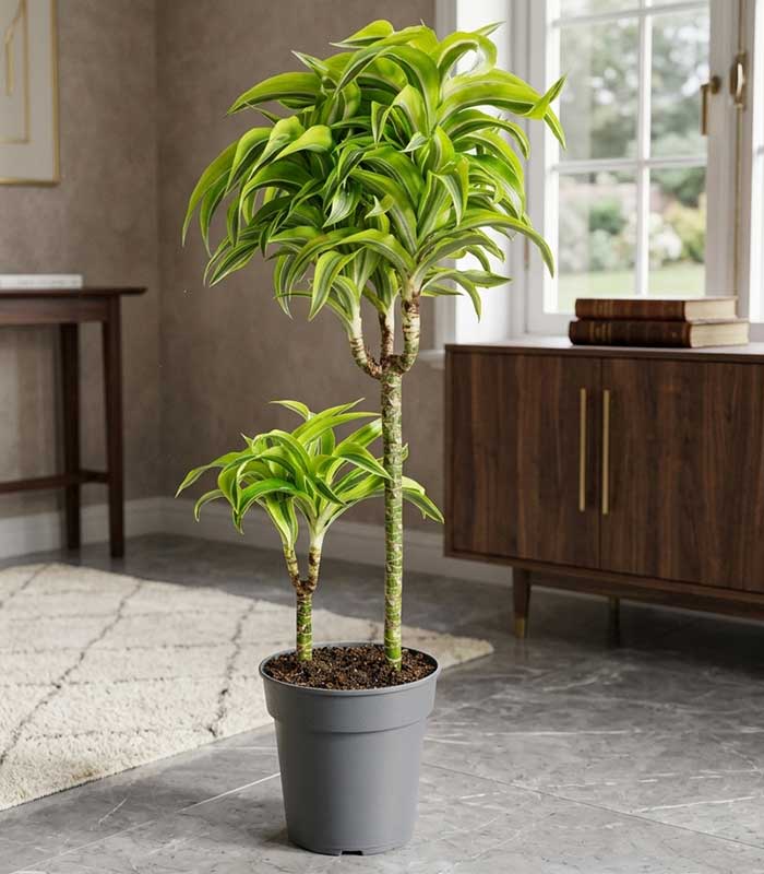 Dracena Lemon a 2 fusti | Altezza 80 cm