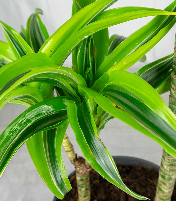Dracena Lemon a 2 fusti | Altezza 80 cm