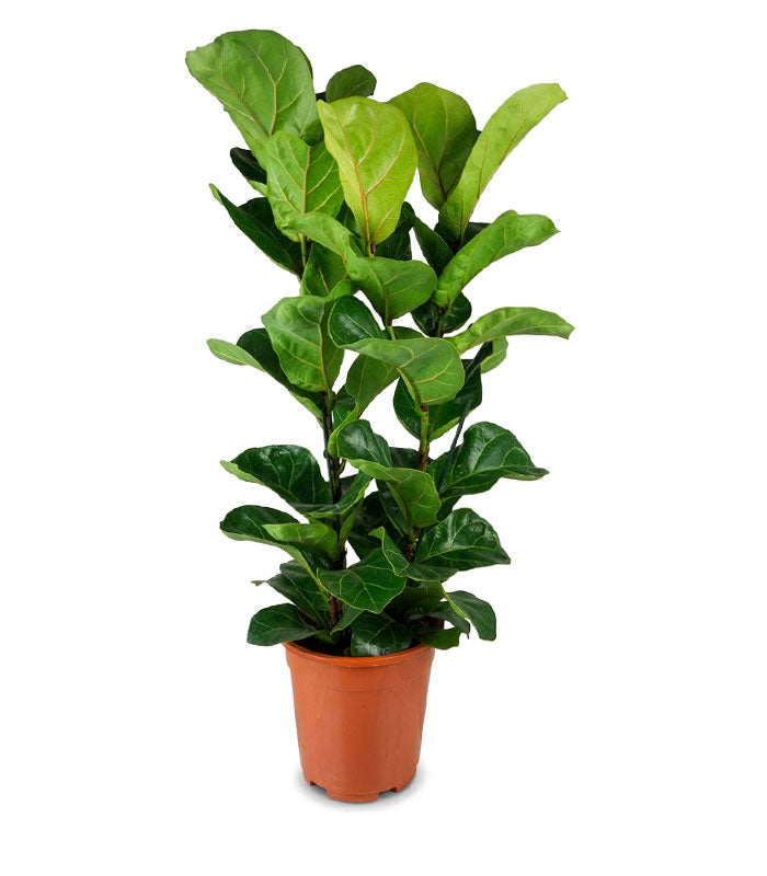 Ficus Lyrata | Altezza 80 cm, vaso 18 cm