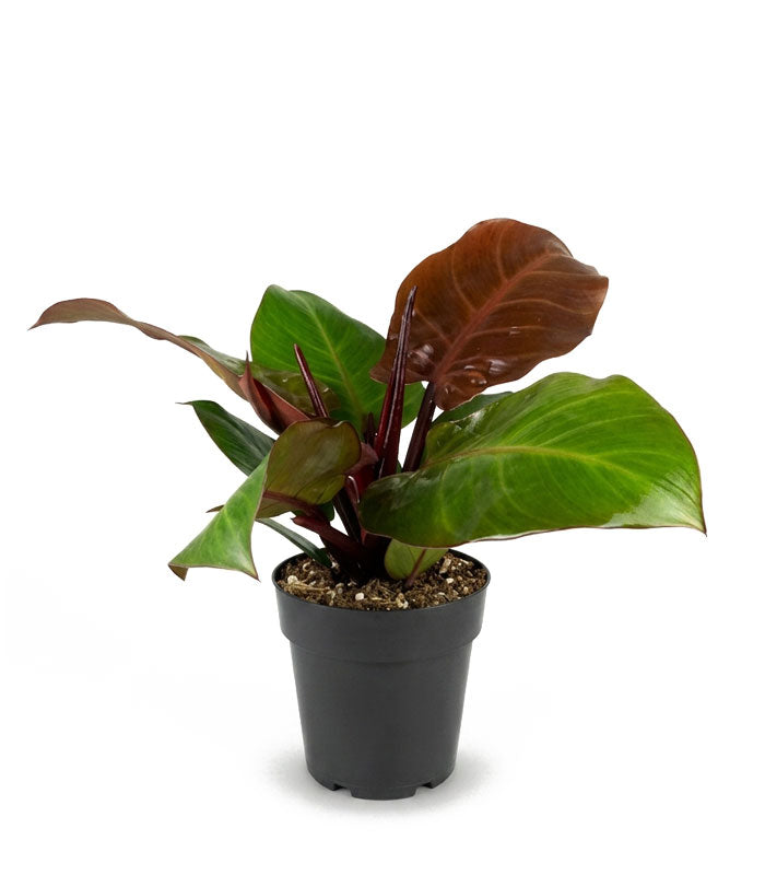 Filodendro Cherry Red
