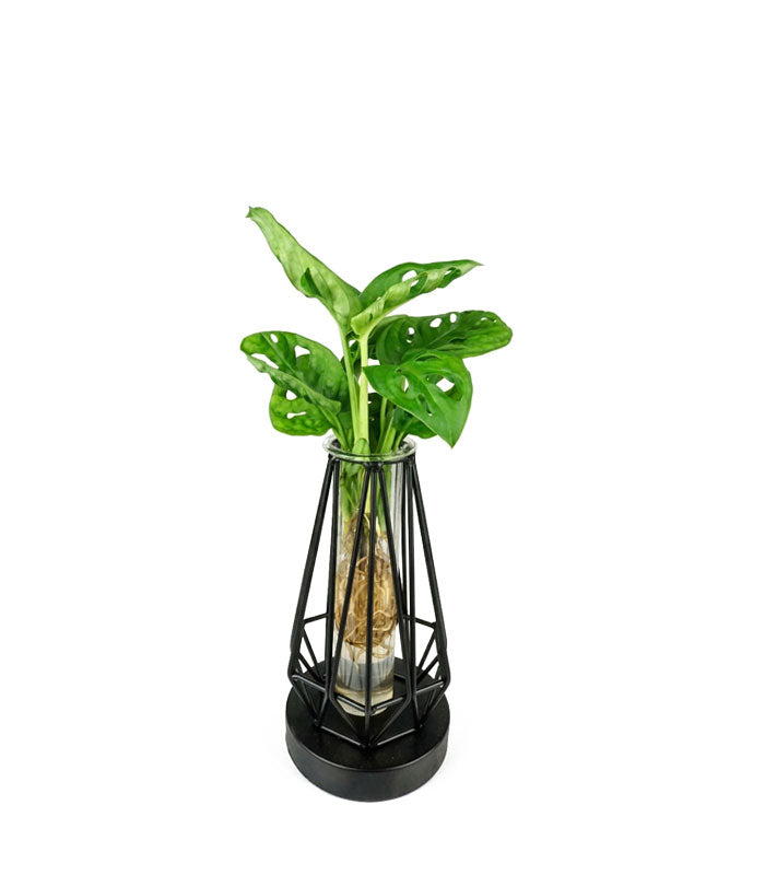 Lume Verde | Pianta in idroponica con lampada LED