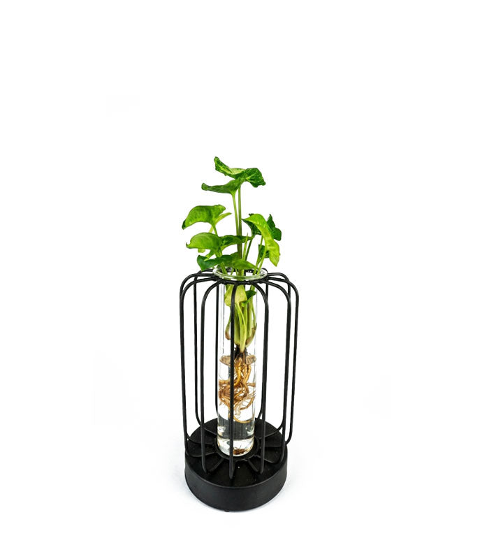 Lume Verde | Pianta in idroponica con lampada LED