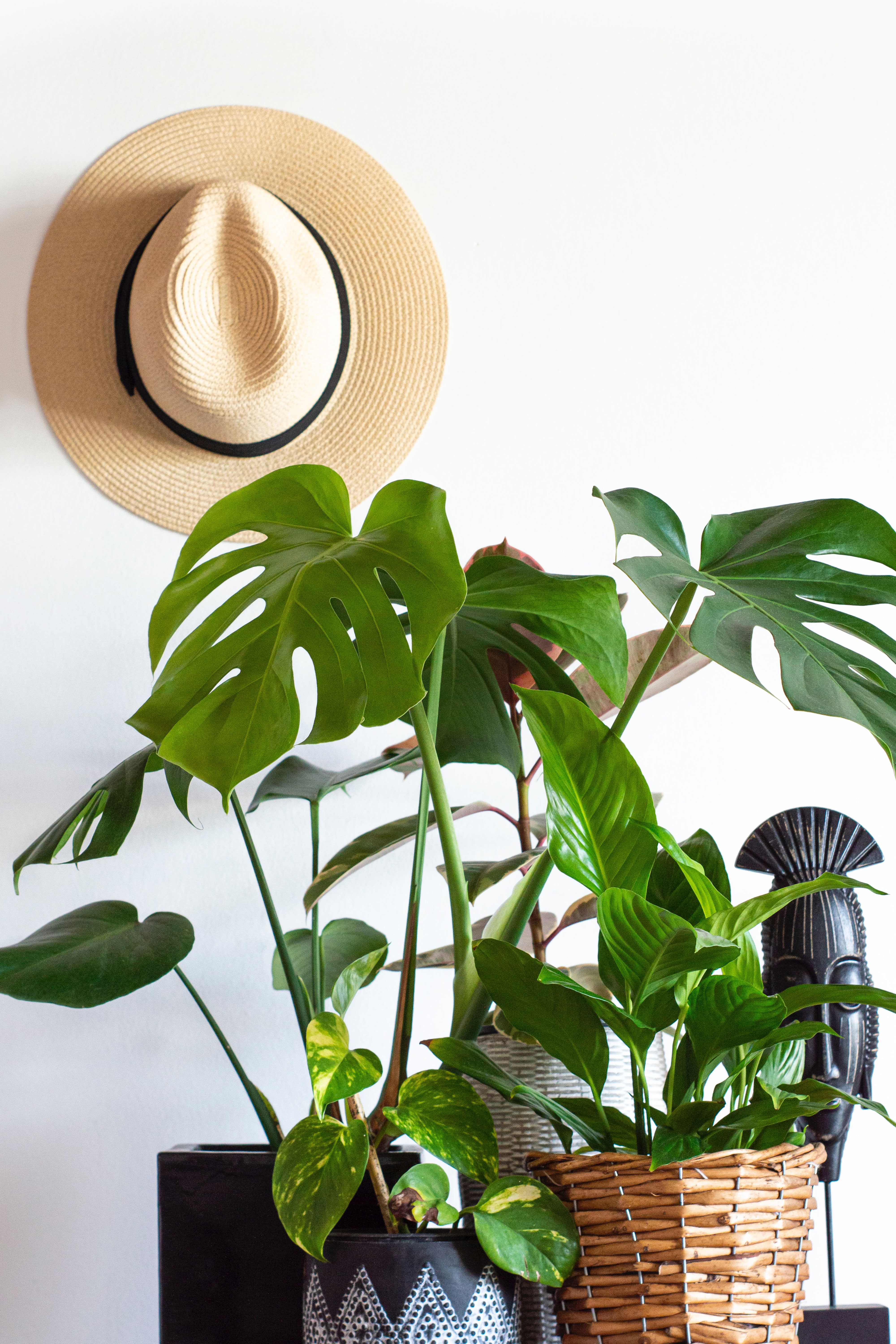 Pianta monstera deliciosa inambiente casalingo