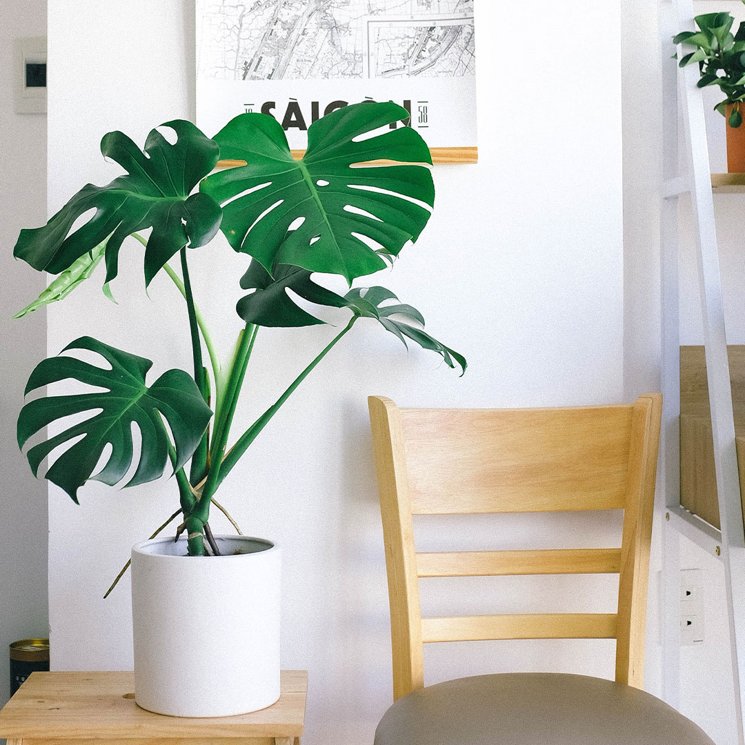 Pianta monstera deliciosa in vaso su tavolo