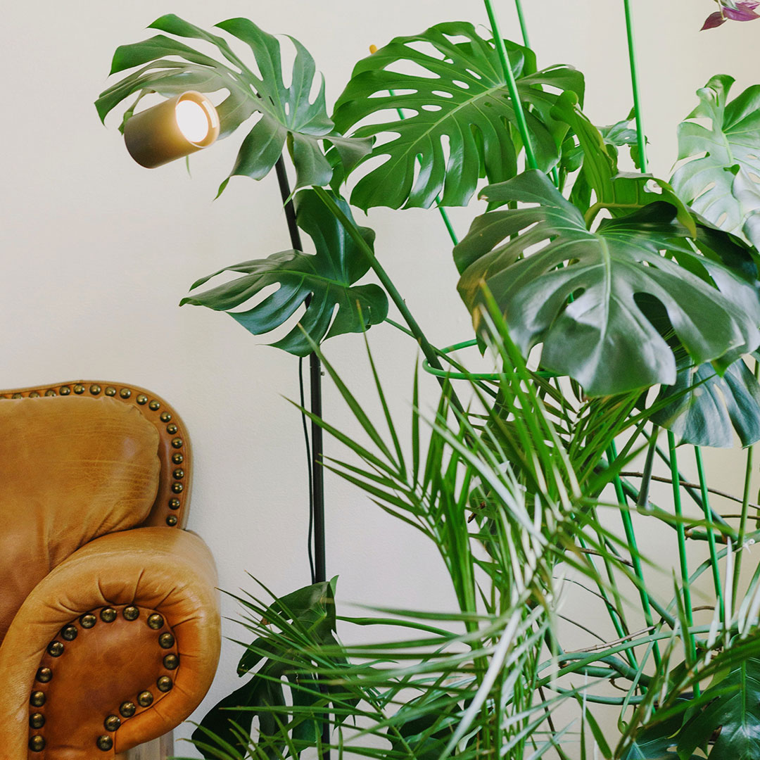 Pianta monstera deliciosa con divano vicino