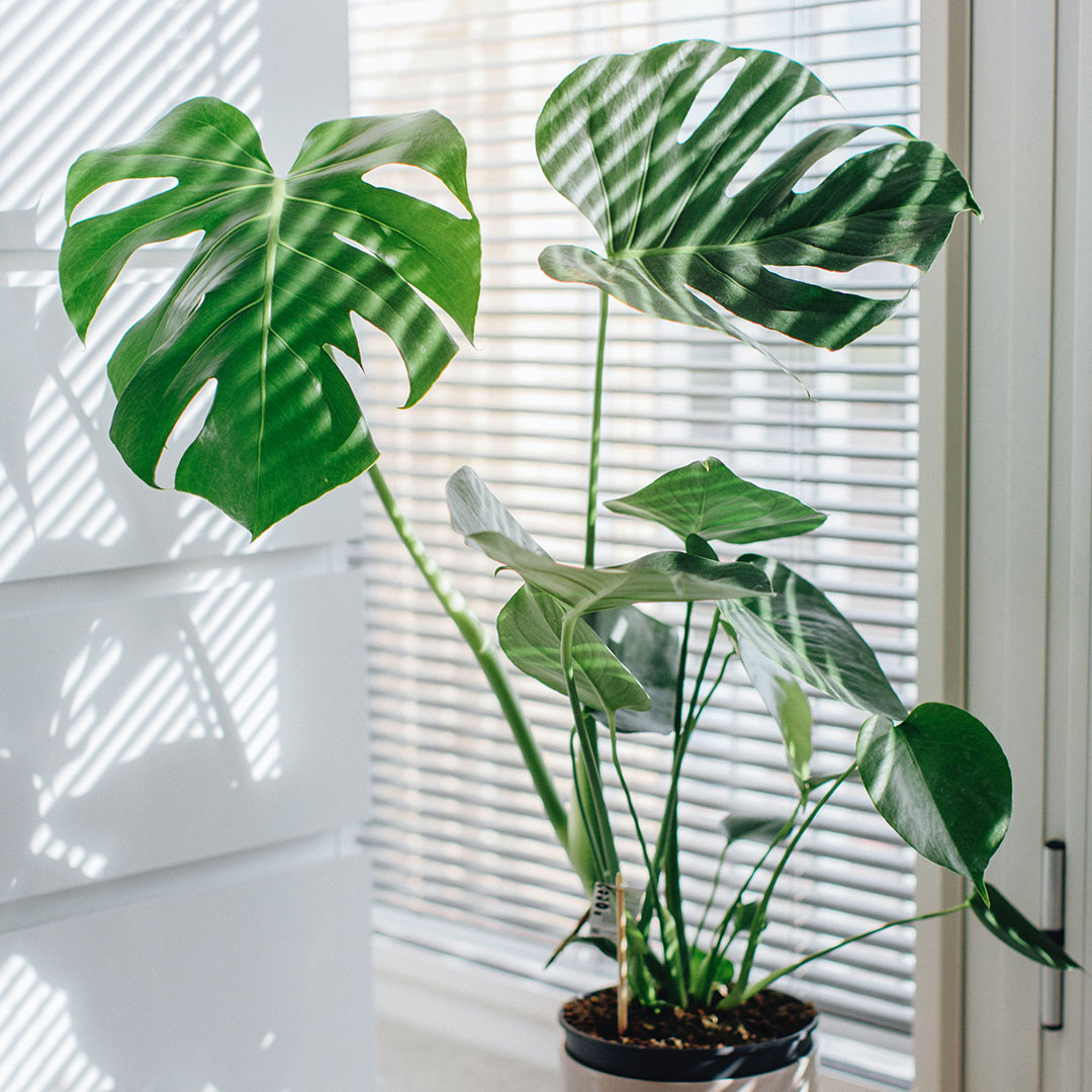 Pianta monstera deliciosa