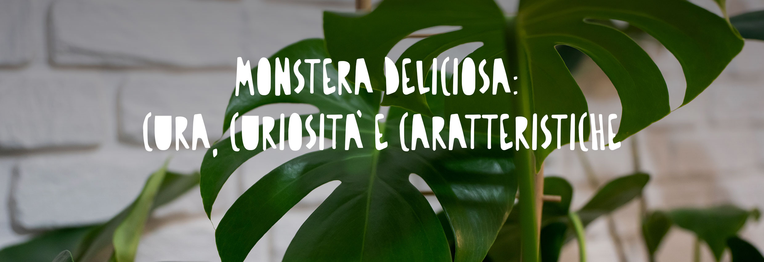 Pianta monstera deliciosa