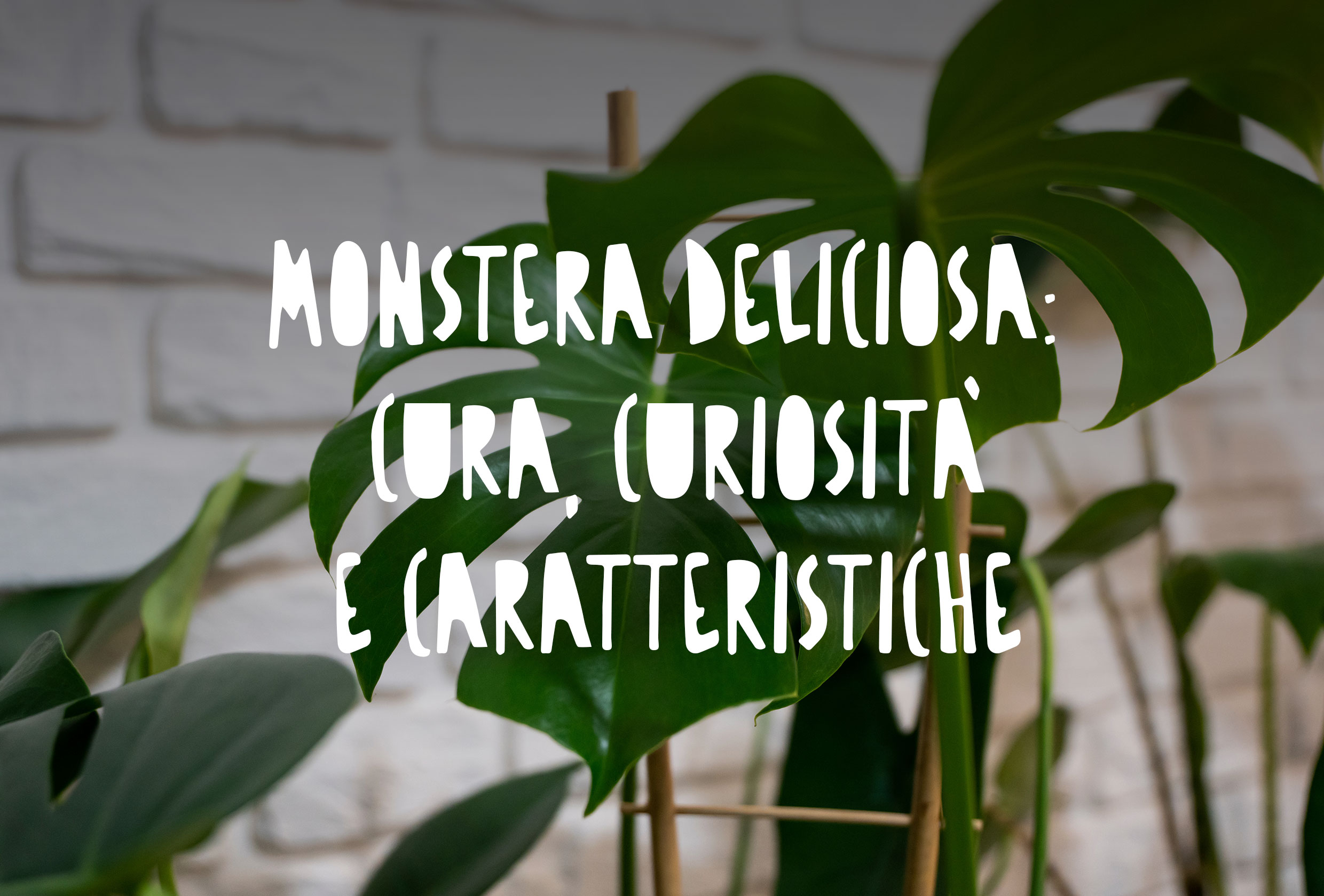 Pianta monstera deliciosa