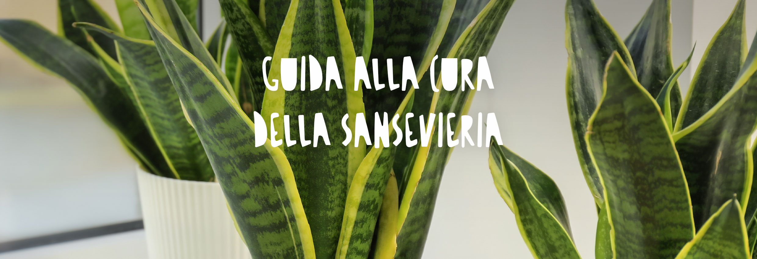 Piante di sansevieria in vaso