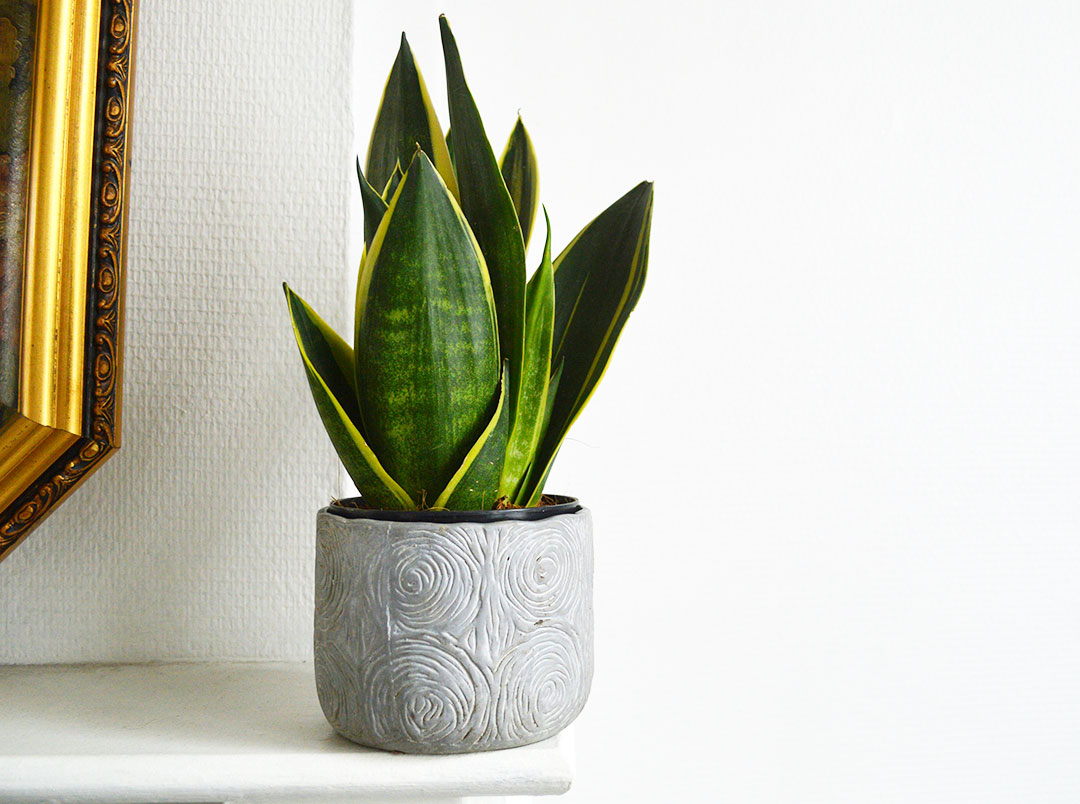 sansevieria in vaso