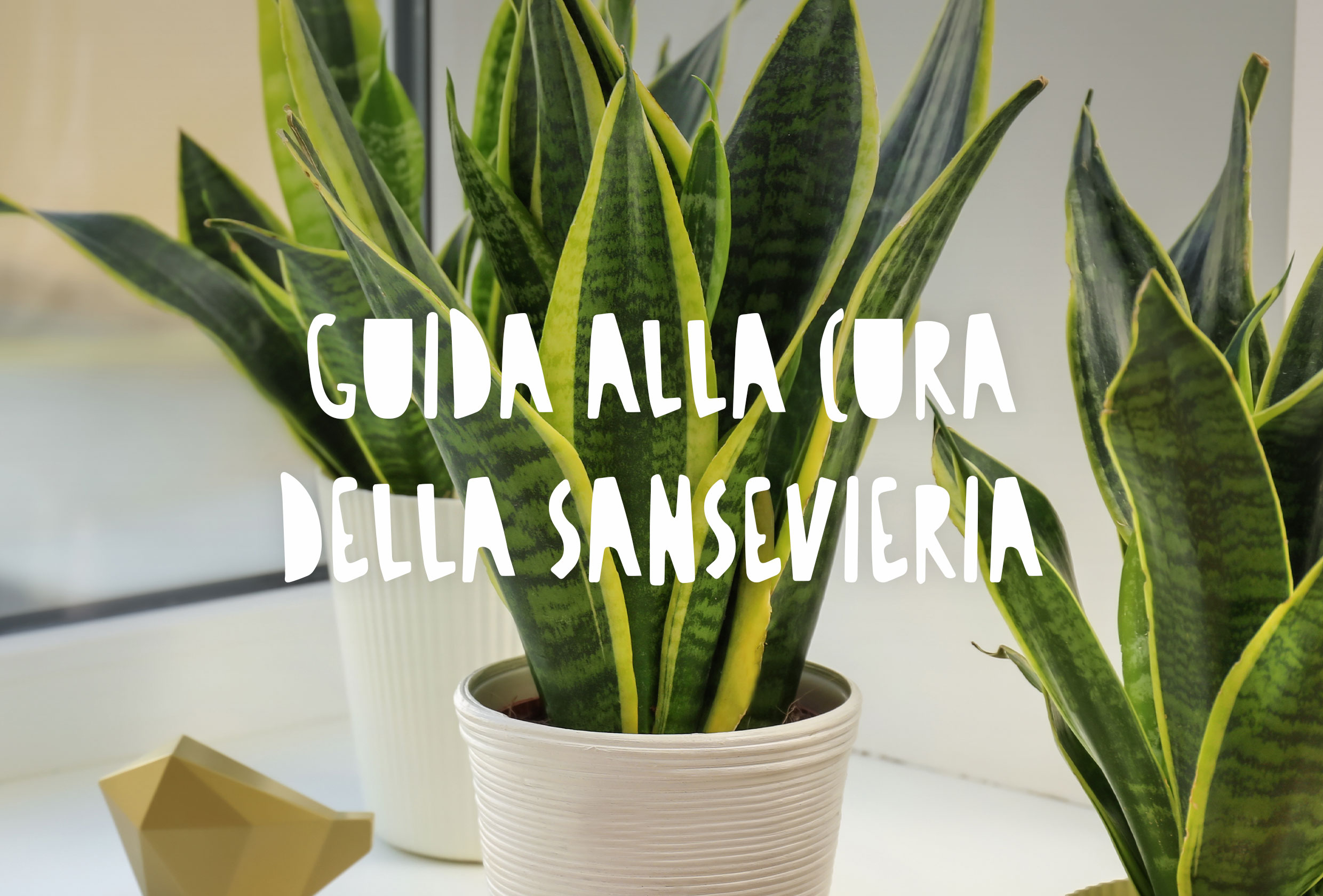 Piante di sansevieria in vaso