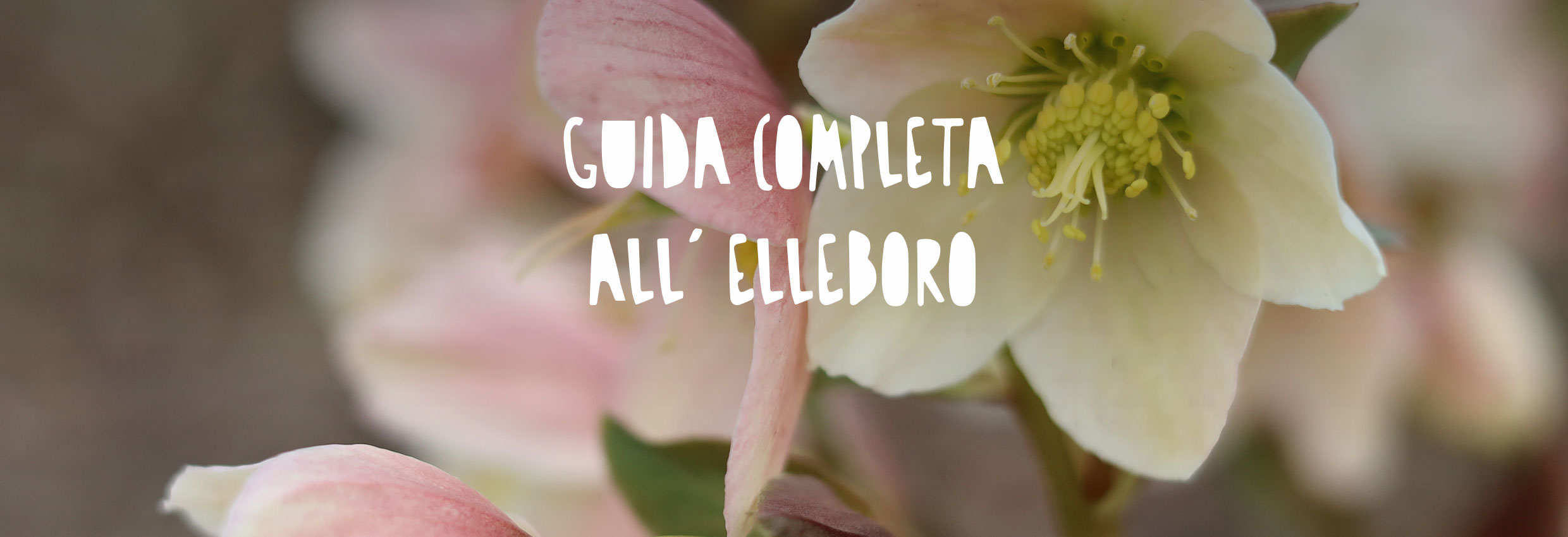 Fiori della pianta di Elleboro