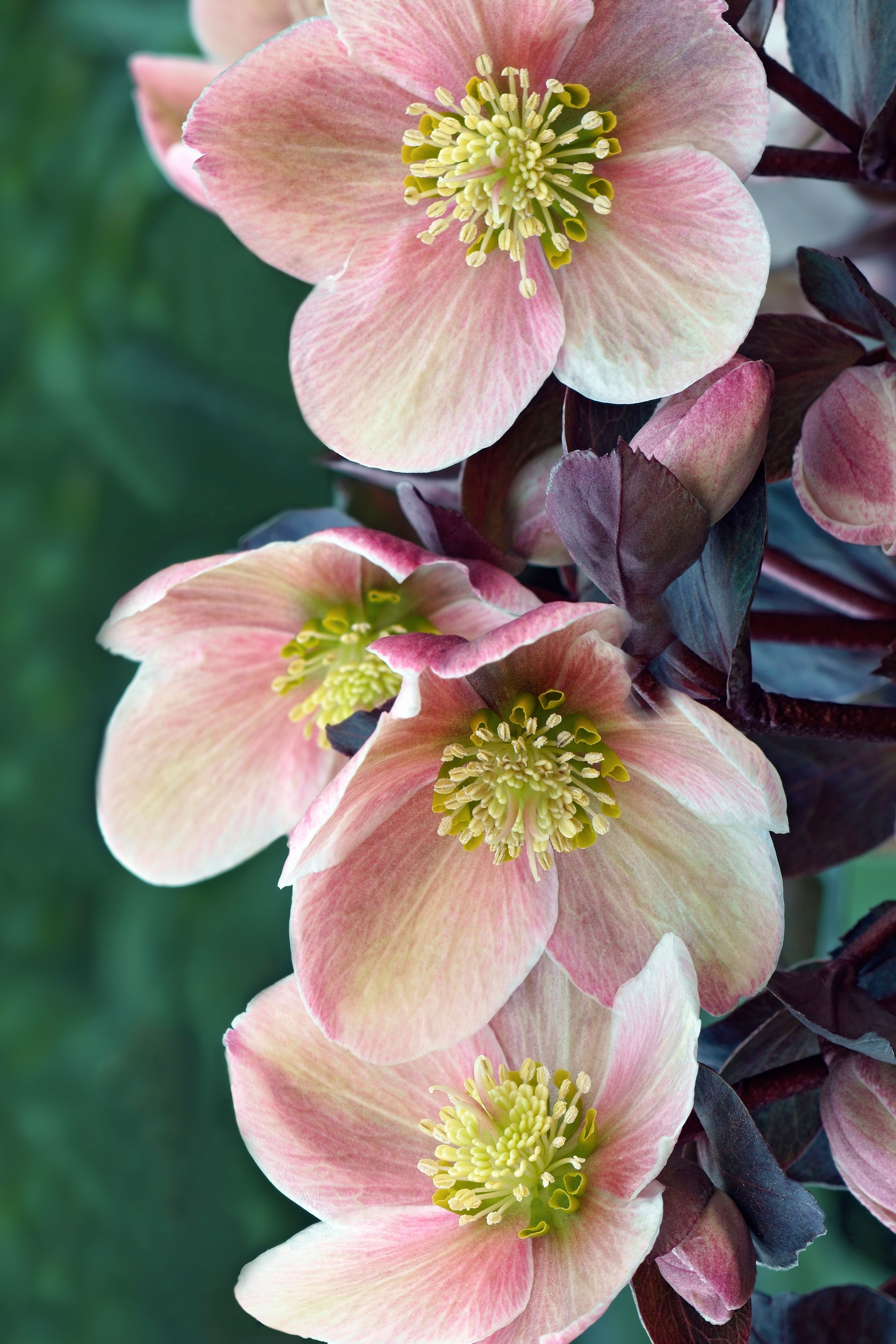 Fiori rosa della pianta di Elleboro