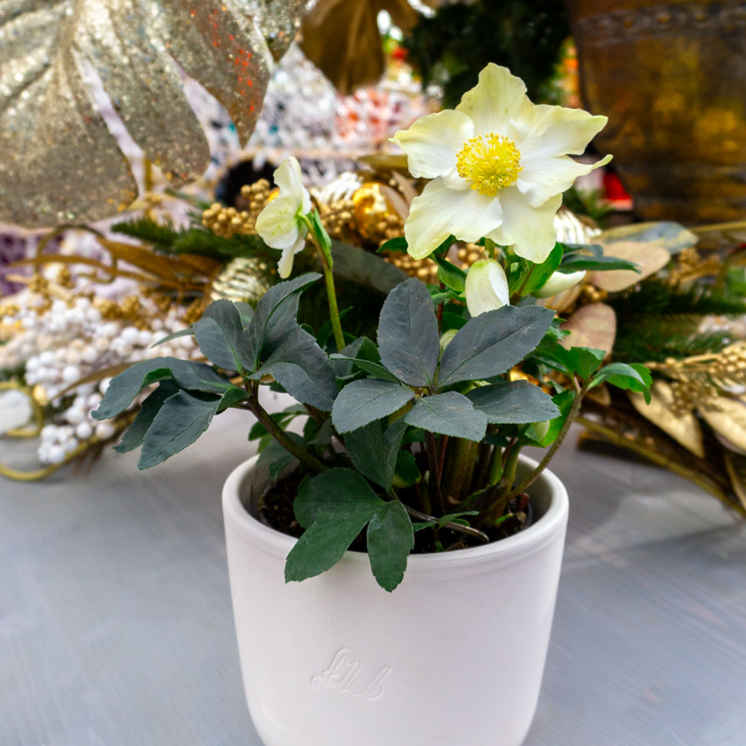 Elleboro bianco in vaso Flob