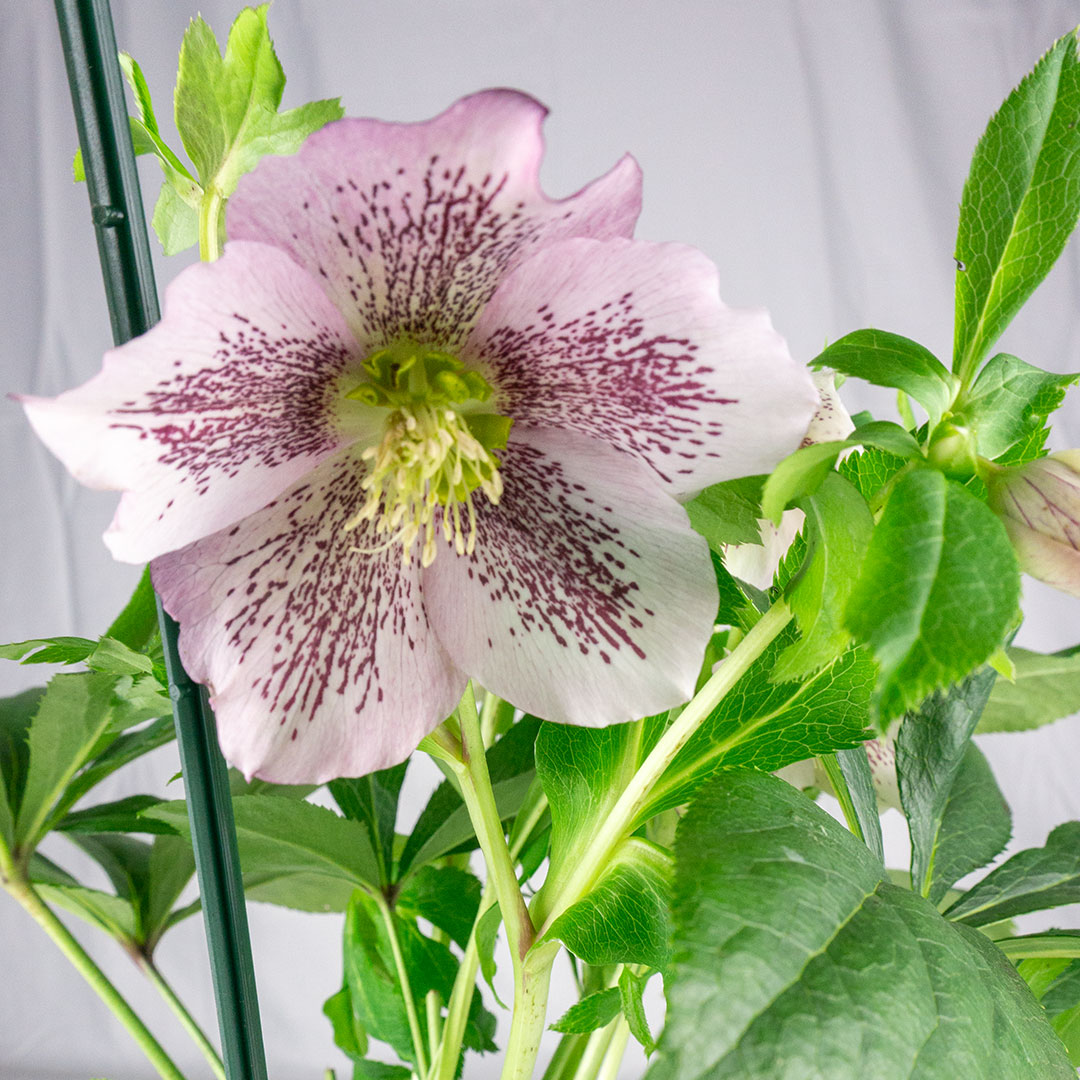 Helleborus rosa variegato