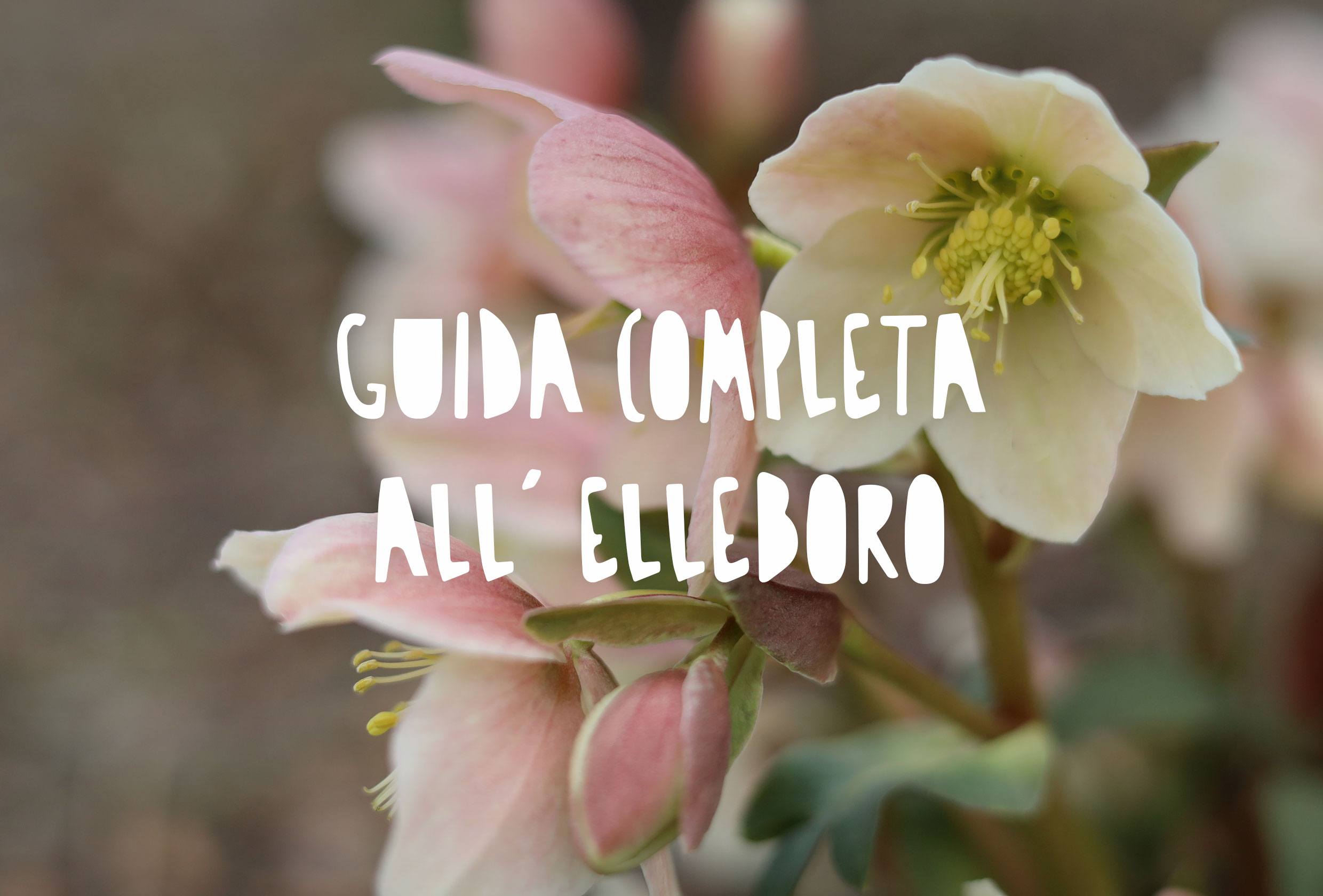 Fiori della pianta di Elleboro