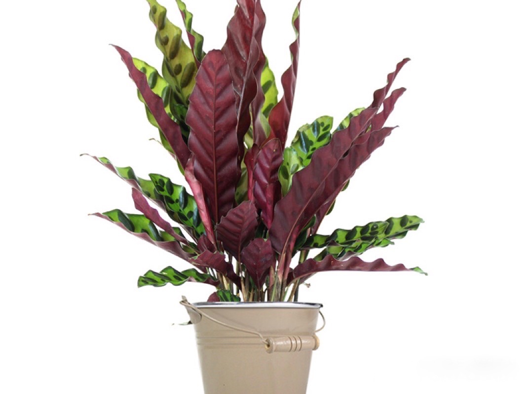 Calathea lancifolia