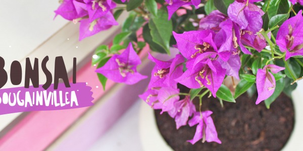 Bugainvillea bonsai cura e coltivazione