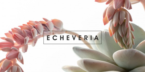 Echeveria