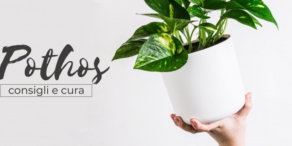 Pothos: pianta da interno, consigli e cura per la coltivazione