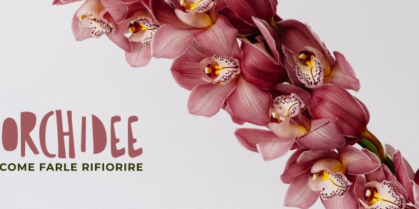 Orchidee: Tutto quello che bisogna sapere per come farle rifiorire