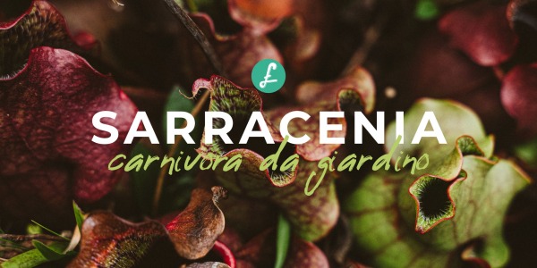  Sarracenia: la pianta carnivora da giardino
