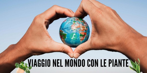 Viaggio nel mondo alla scoperta delle piante! Piante: a spasso per il mondo!