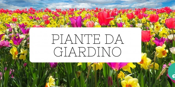 Piante da giardino di tutti i tipi e colori e dove trovarle