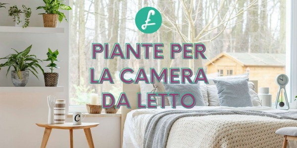 Piante da camera da letto: cosa sono e quali ti consigliamo