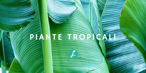 Piante tropicali: quali sono, da dove vengono e curiosità