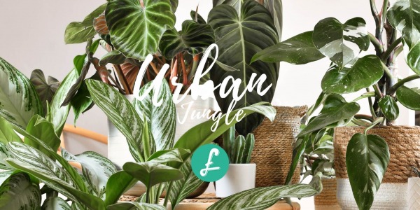 Urban jungle: il green stile che puoi portare a casa tua