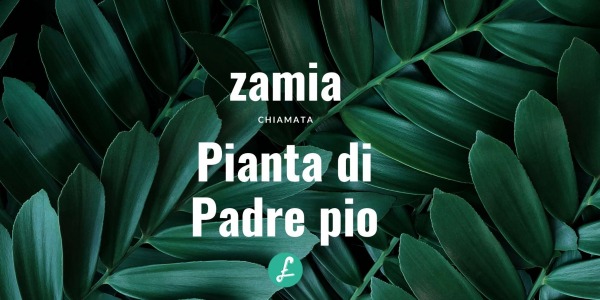 Pianta di Padre Pio: tutto sulla Zamia e le sue caratteristiche