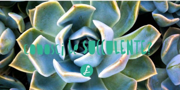 Le succulente: origini, caratteristiche e curiosità delle piante grasse