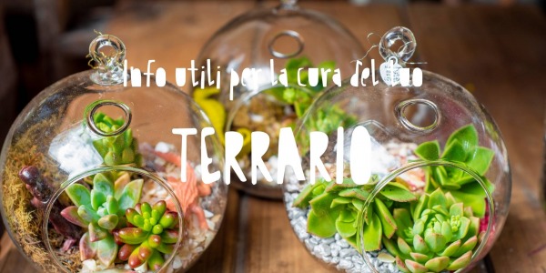 Terrario: un piccolo universo green racchiuso in un contenitore