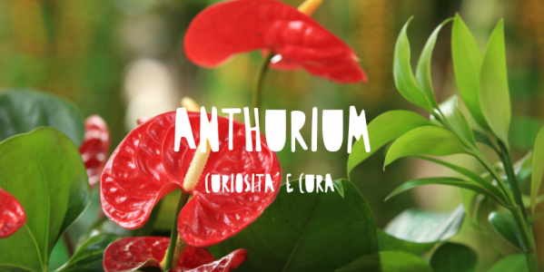 Anthurium: la pianta tropicale regina di eleganza