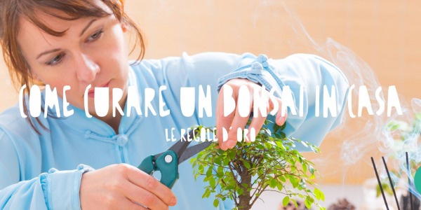 Come curare un bonsai in casa: ecco le regole d'oro 