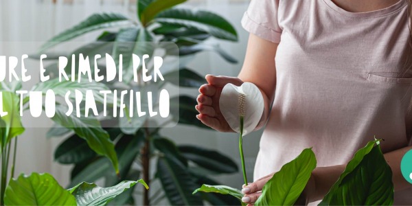 Spatifillo, fiori che anneriscono? Consigli e cure sulle possibili malattie